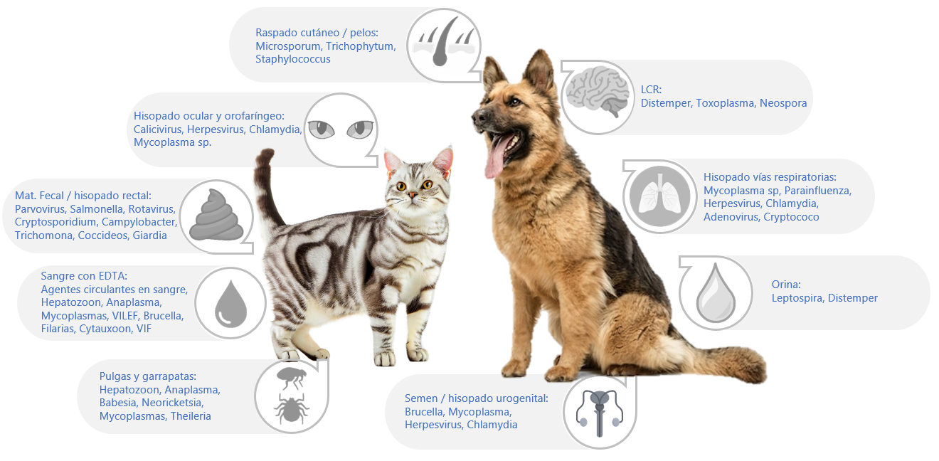 Animales de compañía