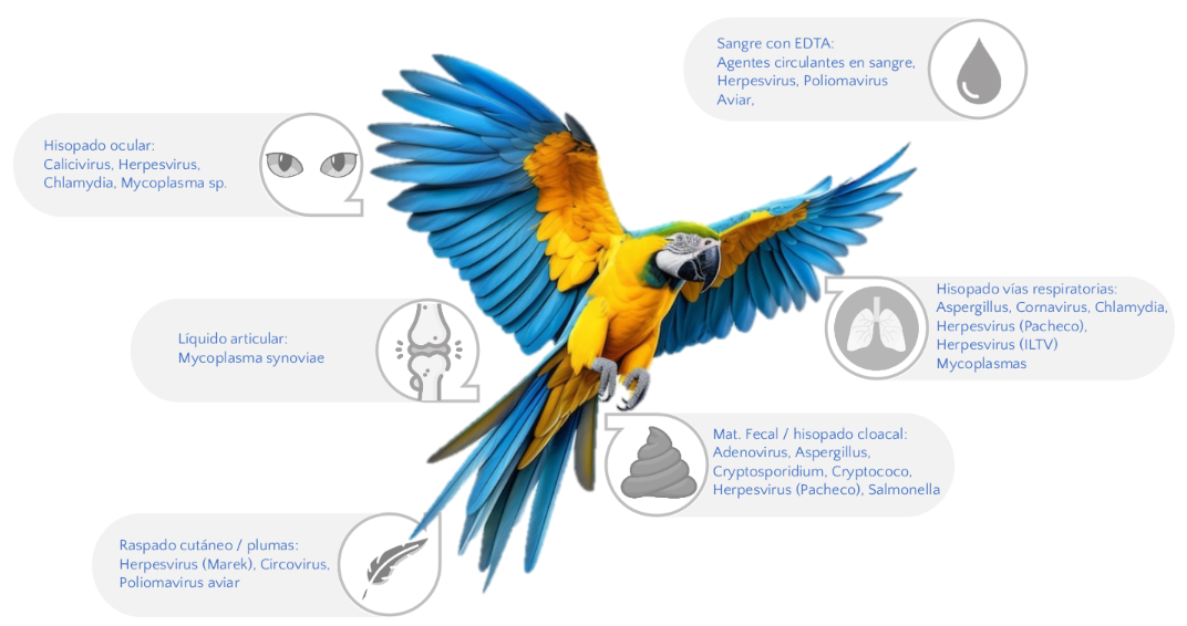 Fauna